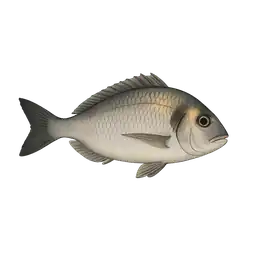 Çipura