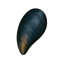 Midye